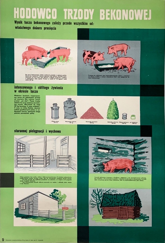 Bacon farmer — Władysław Janiszewski